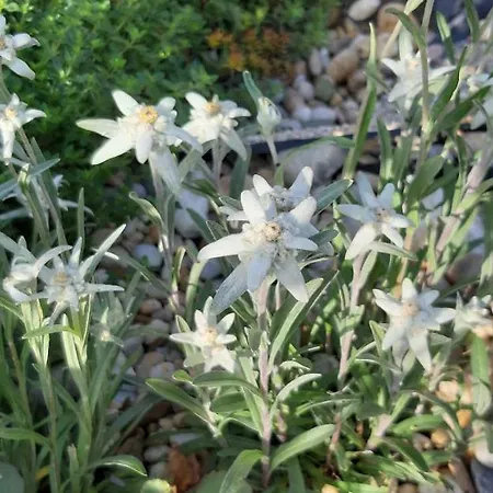 Erika בית נופש וויטסברג