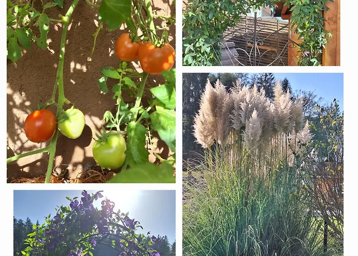 埃里卡度假屋 *