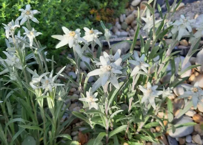 埃里卡度假屋 度假居 沃茨伯格